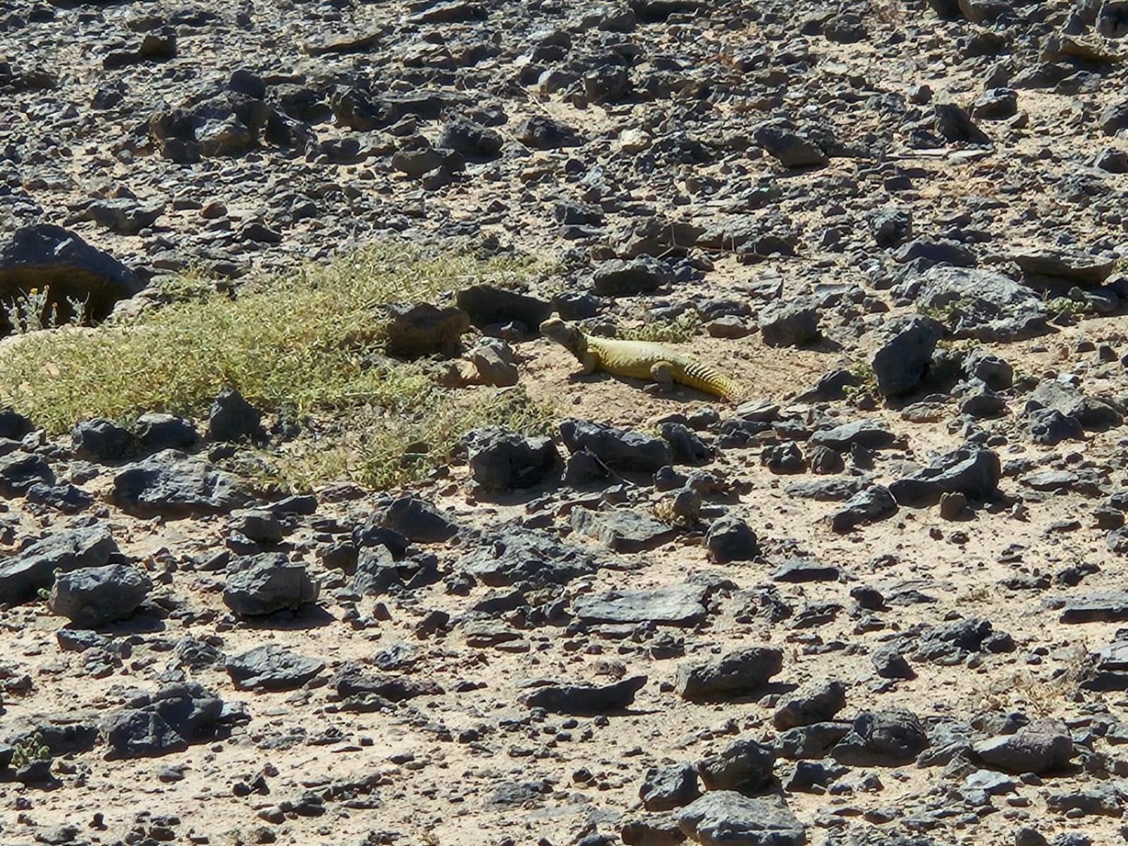 Bivouac Cote-Iriki Hotell Foum Zguid Eksteriør bilde